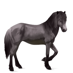 riding horse icelandic horse mouse grey