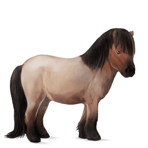 pony shetland strawberry roan