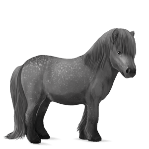 pony dapple grey