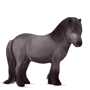 pony newfoundland pony liver chestnut
