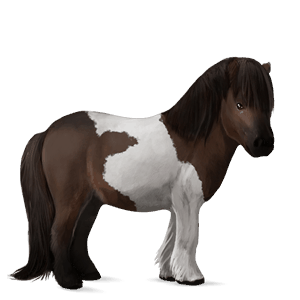 pony fjord brunblakk