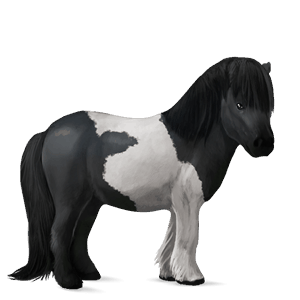 pony shetland dark bay