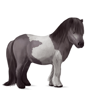 pony kerry bog dapple grey tobiano