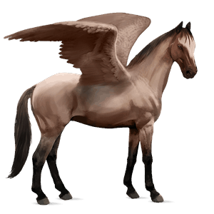 riding pegasus argentinean criollo roan