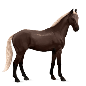 riding horse hanoverian black