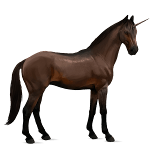 riding unicorn kwpn dark bay