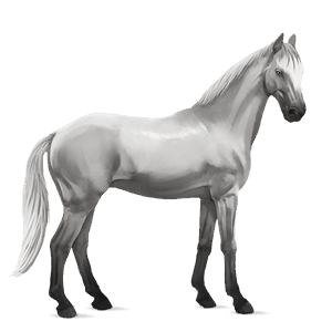 riding horse lipizzan light grey