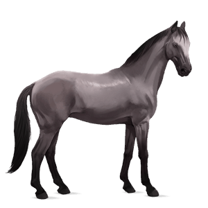 riding horse arabian horse light grey