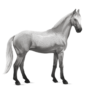 riding horse thoroughbred dapple grey