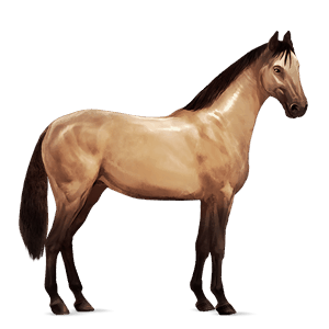 riding horse hanoverian light grey