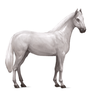 riding horse thoroughbred light grey