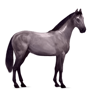 riding horse thoroughbred dapple grey