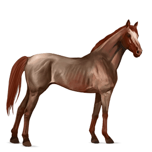 riding horse thoroughbred roan