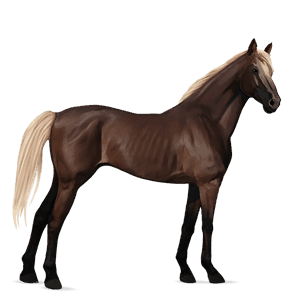 riding horse thoroughbred dun