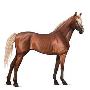 riding horse thoroughbred dapple grey