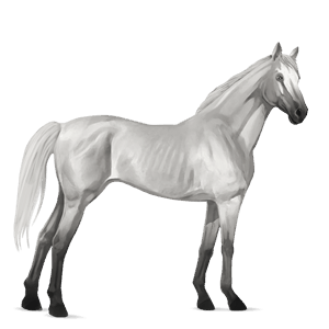 riding horse light grey