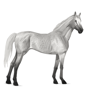 riding horse thoroughbred liver chestnut