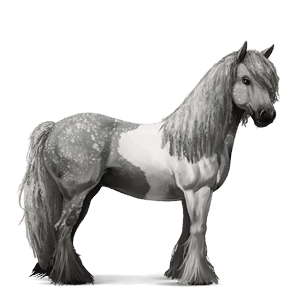 riding horse purebred spanish horse dapple grey