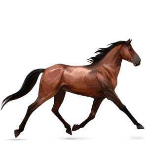 riding horse thoroughbred cherry bay