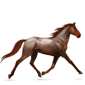 riding horse canadian horse dark bay