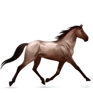 riding horse hanoverian roan