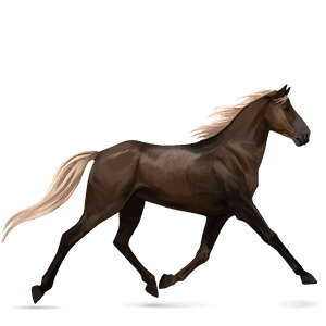 riding horse chestnut leopard 