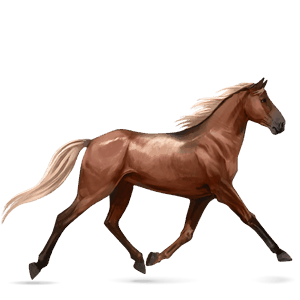 riding horse canadian horse liver chestnut