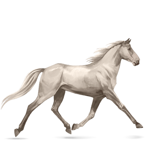 riding horse thoroughbred light grey