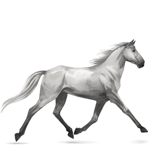 riding horse quarter horse light grey