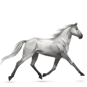 riding horse marwari light grey