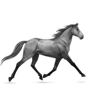 riding horse hanoverian dapple grey