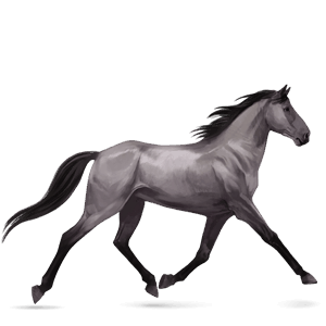 riding horse arabian horse fleabitten grey