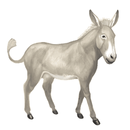 donkey standard donkey white