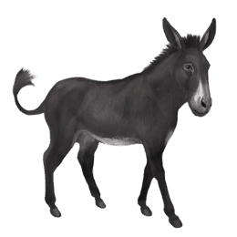 donkey standard donkey white