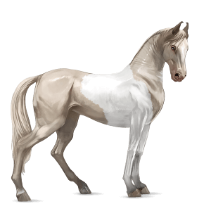 riding horse marwari dark bay