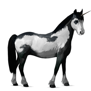 unicorn pony newfoundland pony black