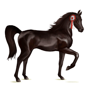 riding horse knabstrupper black leopard 