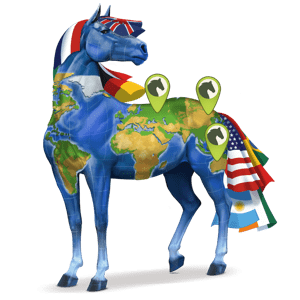 riding horse paint horse dark bay tobiano