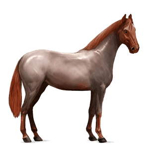 riding horse quarter horse light grey