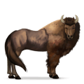 wild horse bison