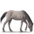 wild horse dülmen pony
